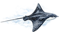 Eagle Ray 3 bedroom oceanfront vacation house logo
